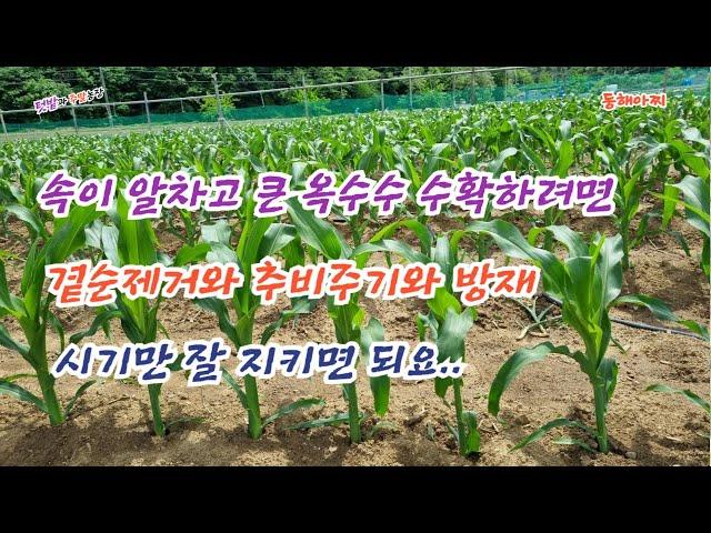 옥수수 크고 알찬거 수확하려면 이거 적절한 시기에 해주자.Things to do to harvest the filling corn.