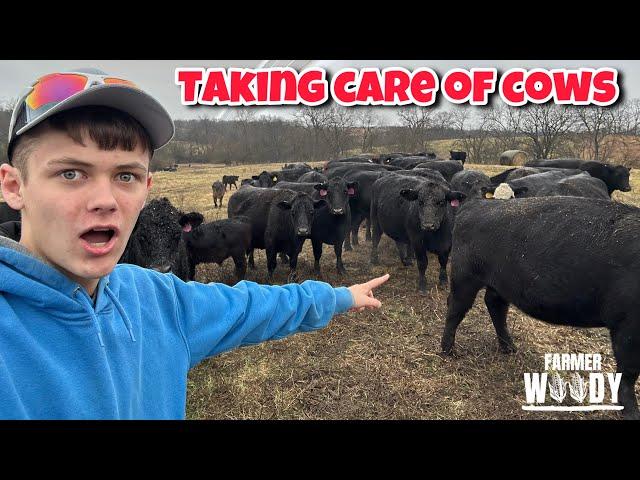 Feeding Cows in the Rain - 19 year old farmer