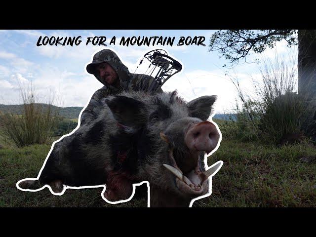 Looking For A Mountain Boar With My NEW MATHEWS LIFT 33 (Bowhunting Australia 2023)