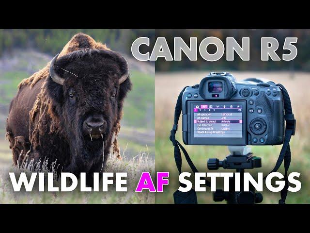 The BEST Autofocus Settings on Canon EOS R5 for Wildlife Photography