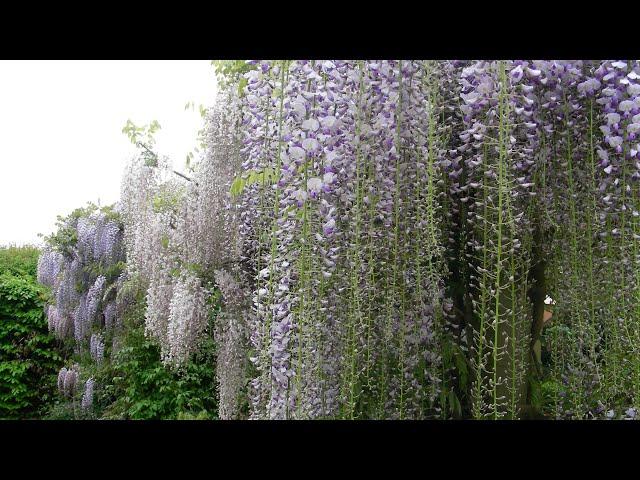 How we prune a Wisteria into a free standing tree