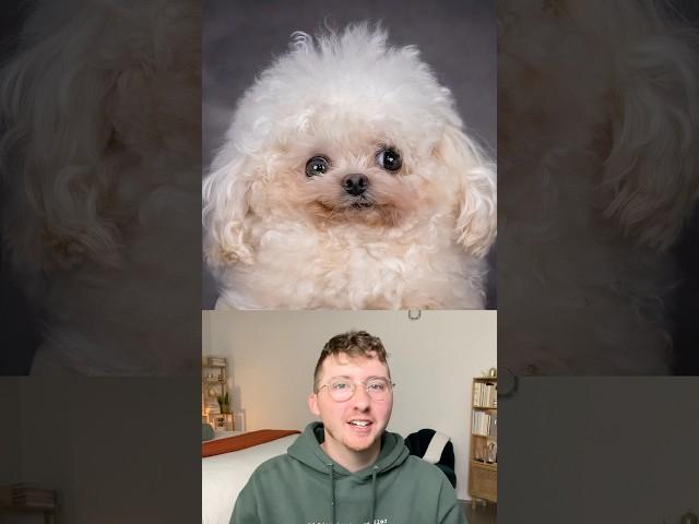 Top 5 Dogs of the Week