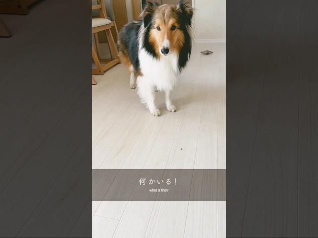 【シェルティ】小さなお客さんいた