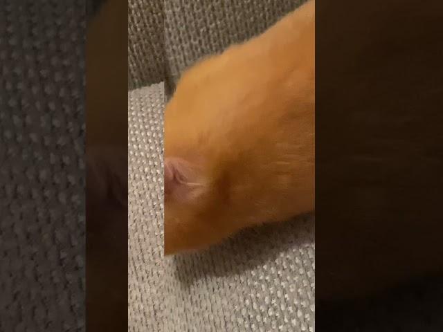 Cute zizi ️