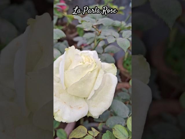 Rose i'd La Parla | Hybrid T Rose Variety #ytshorts #shorts #trending #viral #pankajterracegarden