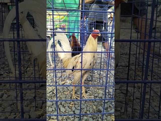 Malabon pet Tiange kelso yellow legged #malabonpetmarket