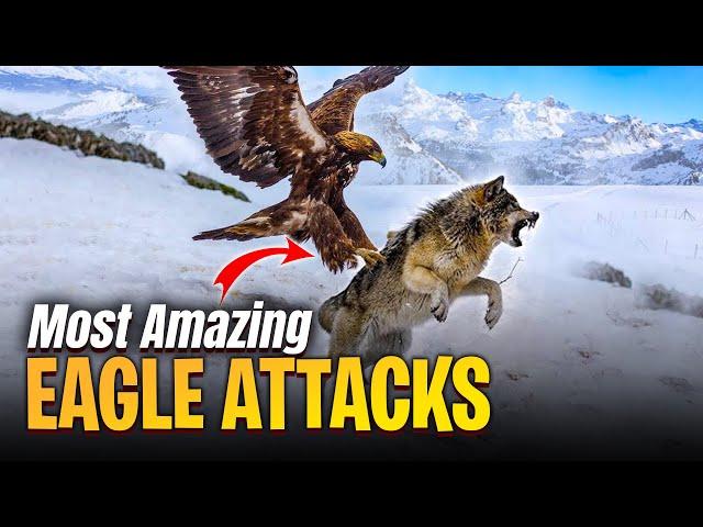 56 Most Amazing Eagle Attacks Caught On Camera