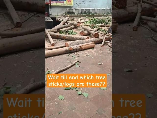 Tree Cutting. #trees #treecutting #tree #machinery #machine #chainsawmachine #shorts #yt #trend #fun