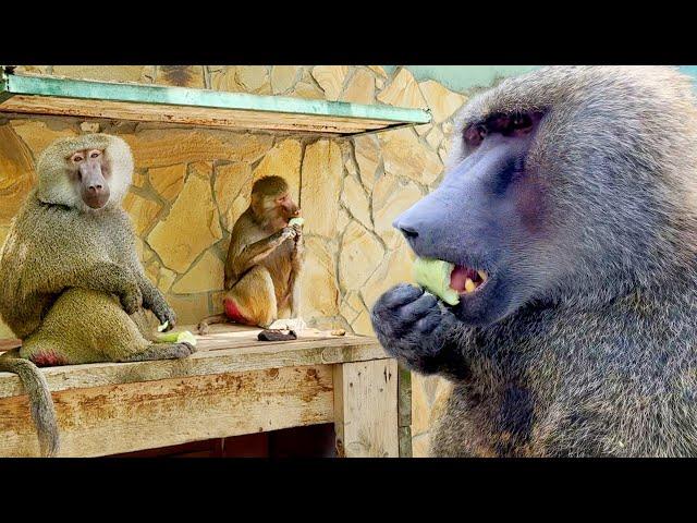 Знакомьтесь - Веня и Феня! Воспитывать и воспитывать! Рокки спустился с небес и согласился на массаж