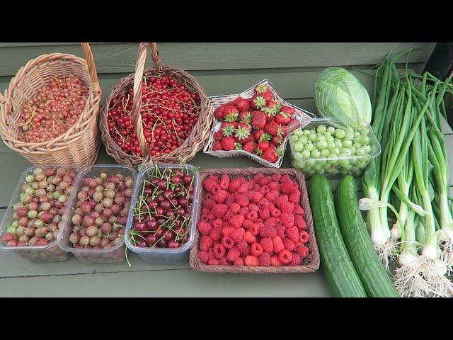 A Small Fruit And Salad Harvest.