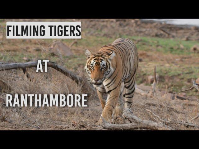 7 tigers in 1 safari | Ranthambore National Park | Tiger attack and hunt deer | Ranthambore | Tiger