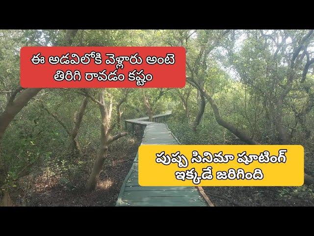 Tourist place CORINGA FOREST  #tourism #trending #video #youtube#vlog #mobiletheatre