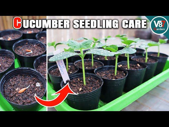 How to Take Care Cucumber from Seedling to Transplant