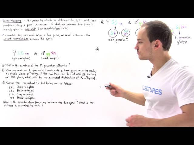 Gene Mapping, Percent Recombination and Map Units