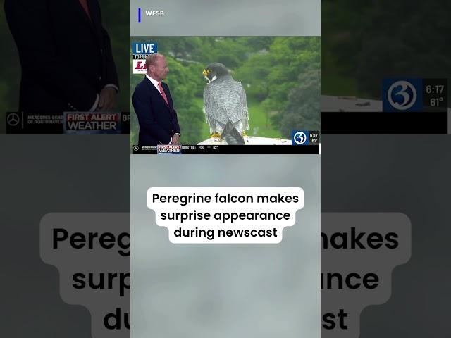 A peregrine falcon appeared during our sister station WFSB's morning newscast! #falcon #connecticut