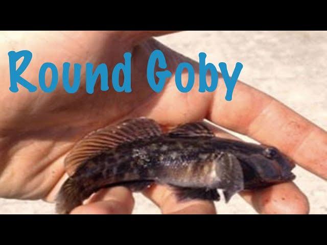 Round Goby - Fishing Urban Ontario