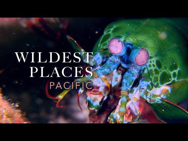 Wildest Places: Pacific Great Barrier Reef