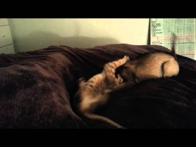 Kitten Fight