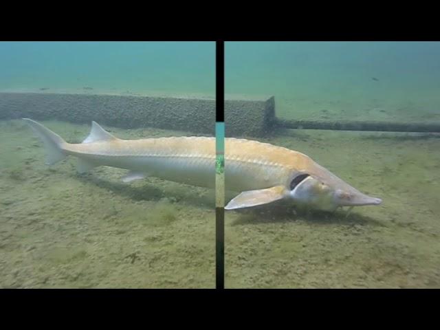 Alpenaquarium Grüblsee - Steiermark - Österreich