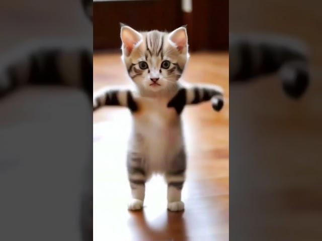 Funny Cat Dance | #funny #cats #cat #catlover #cute #cutecat #viral #shorts #animals #world