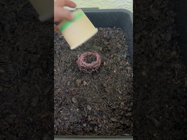 Cheapest worm bin possible #wormbin #wormfarm #vermicomposting #composting #vermiculture #worm