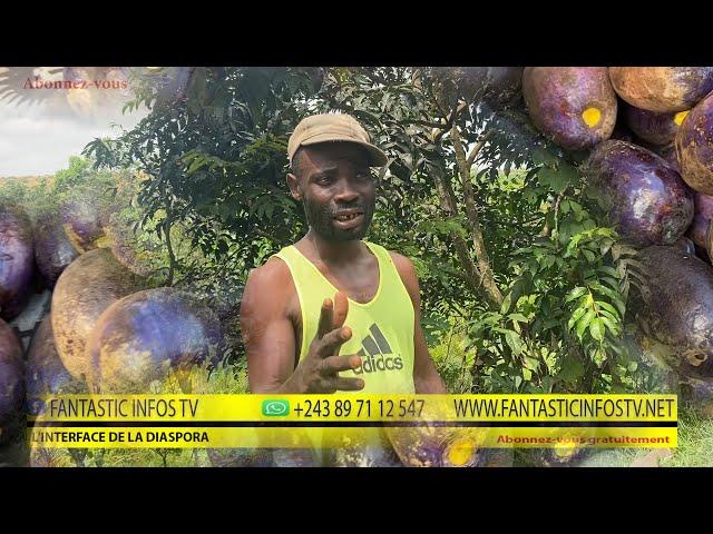 la culture du  safoutier te rendra  millionnaire RDC ( FANTASTIC INFOS TV )