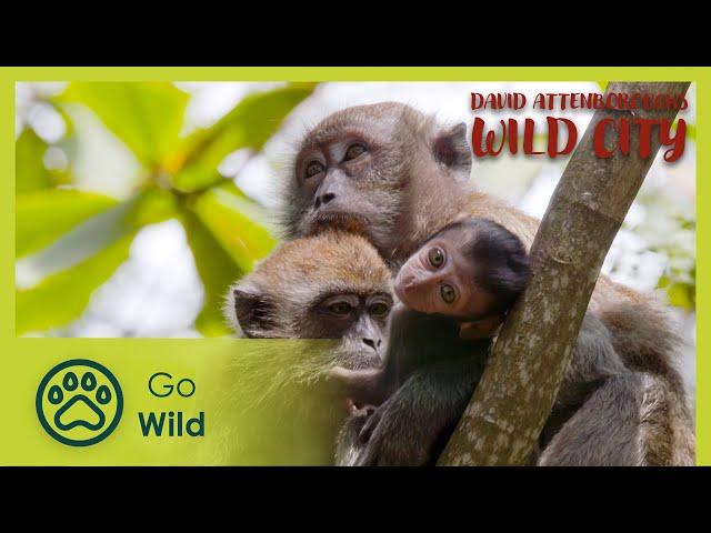 Islands| David Attenborough's Wild City 3/6 | Go Wild