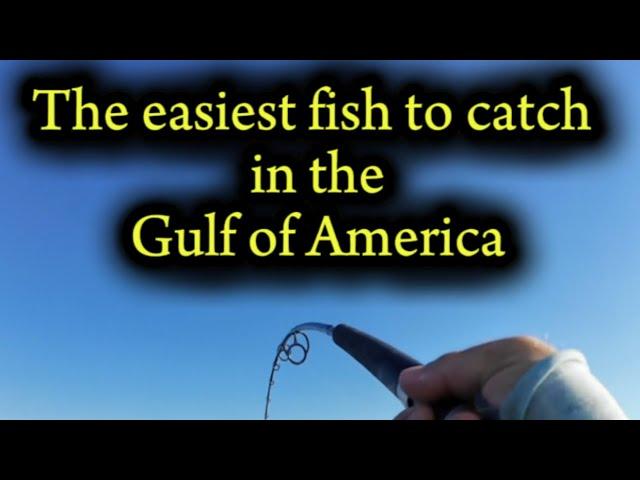 The easiest fish to catch in the Gulf of America.