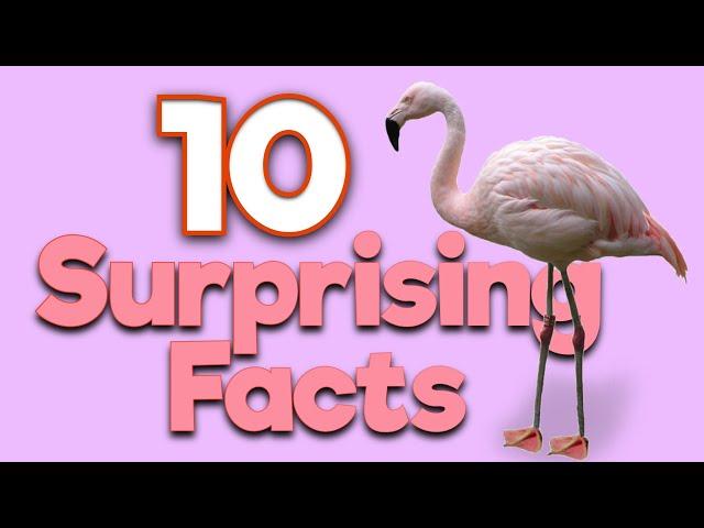 Get to Know the Pink Flamingo: 10 Surprising Facts