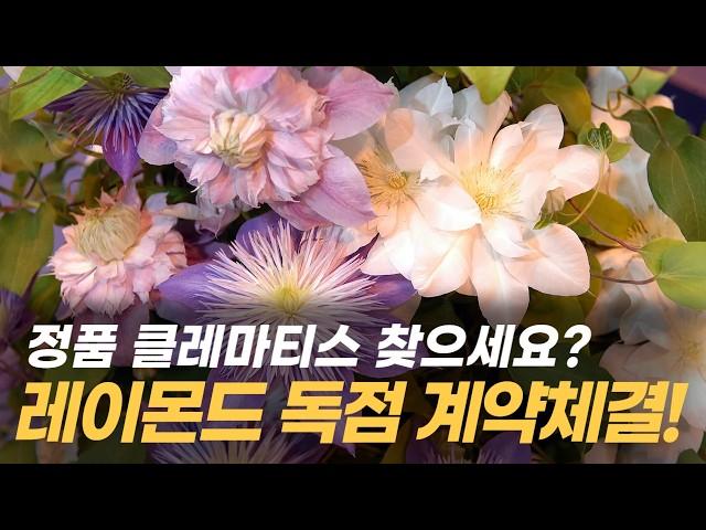 정품 레이먼드 클레마티스는 대림원예종묘