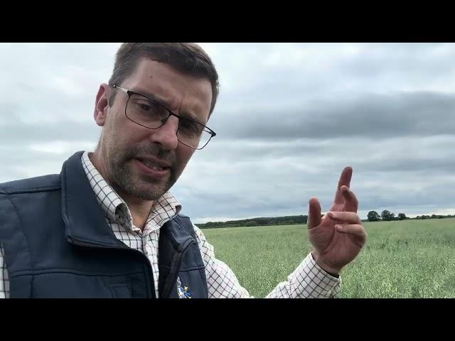 Revesby Estate Arable Update July 2024