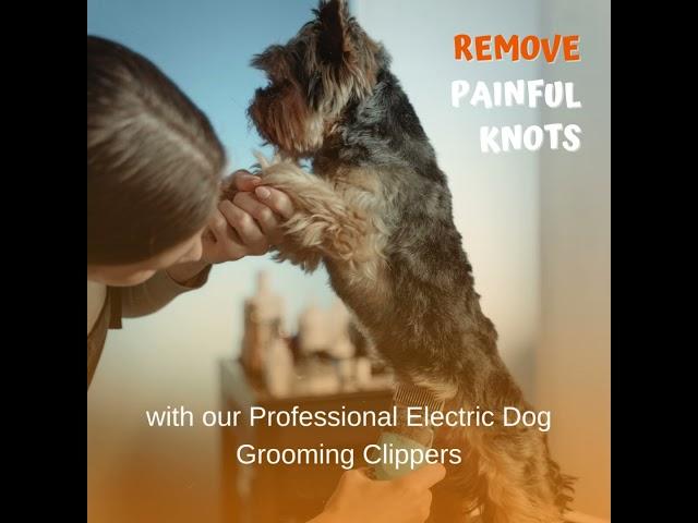 Pet Control HQ Brand Video