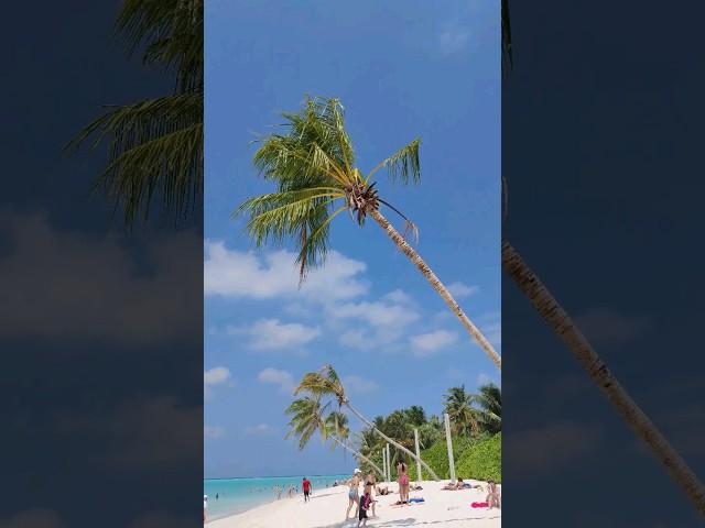 BIKINI  BEACH. THODDOO ️ MALDIVES