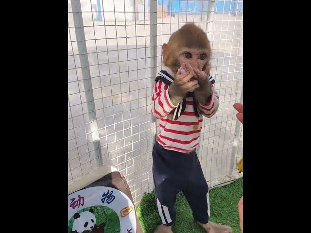 Cute baby monkey , funny monkey, Chinese monkey  SYV07