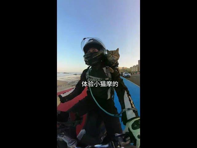 小猫摩的出发咯#机车猫 #带猫摩旅 #厦门#小猫摩的