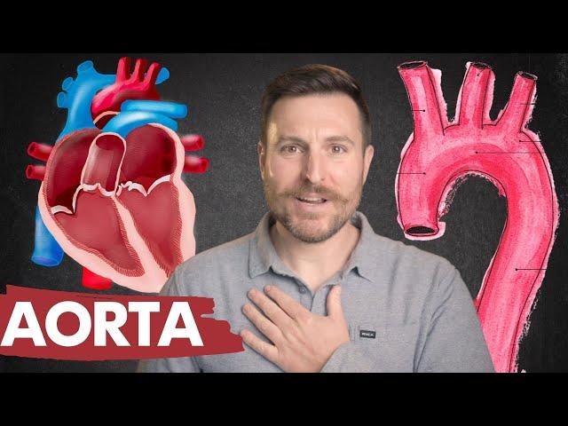 The Branches of the Aorta | Corporis