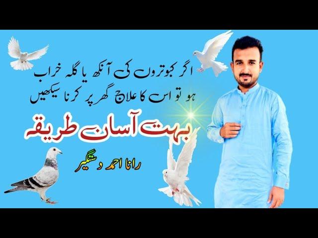 Treatment of pigeons eyes | love birds | rana ahmad dastgeer