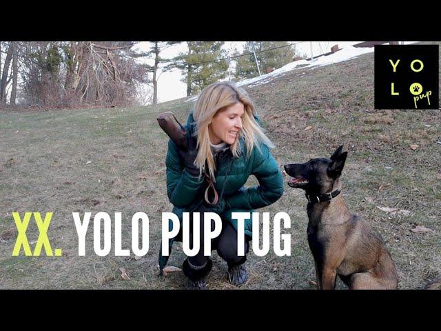 WHY WE LOVE THE YOLO PUP TUG | How Play Builds The Bond