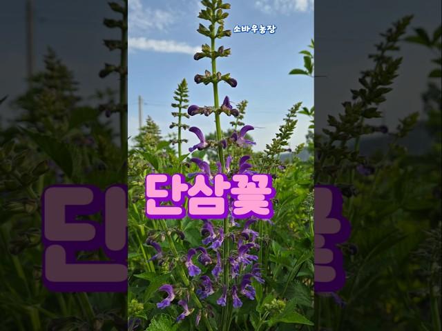단삼꽃......단삼꽃을 아시나요