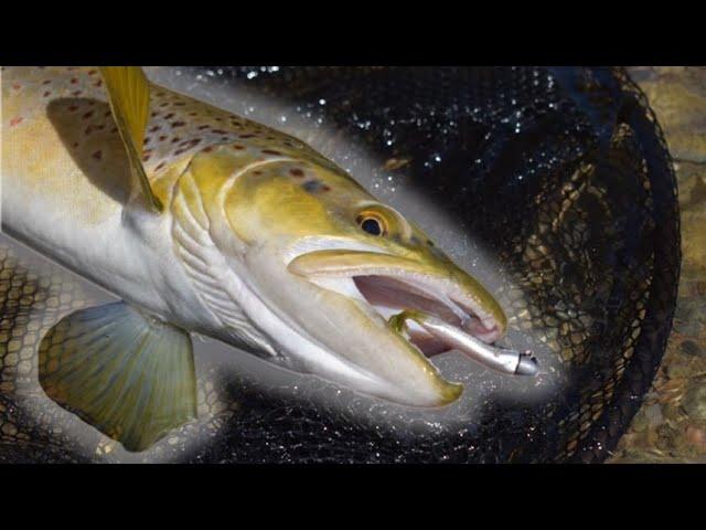 This RIVER Has BIG BROWN TROUT! (So Many FISH)