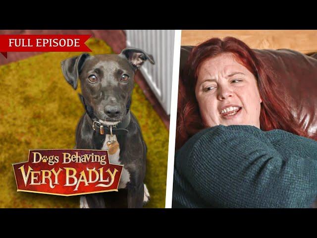 Dogs Behaving Very Badly: Series 3 - Episode 9 | Full Episode