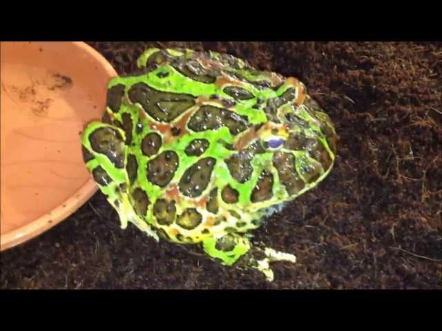 Adult male Ornate Horned Frog - Ceratophrys ornata (Normal Green-Phase) in freshly cleaned setup ;)