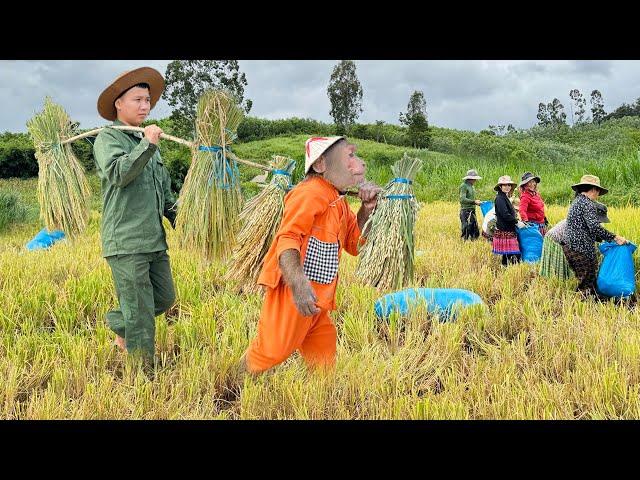 CUTIS harvest rice in village! Upland farmers busy working hard to harvest bumper crop