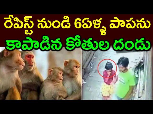 రేపిస్ట్ నుండి 6ఏళ్ళ పాపను||కాపాడిన కోతుల దండు||A 6-year-old child from a rapist||PARASHURAM TALKS#