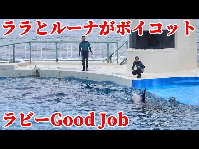 【ハプニング】ララとルーナがシャチショー放棄!! 鴨川シーワールド シャチパフォーマンス KamogawaSeaWorld  orca killerwhale