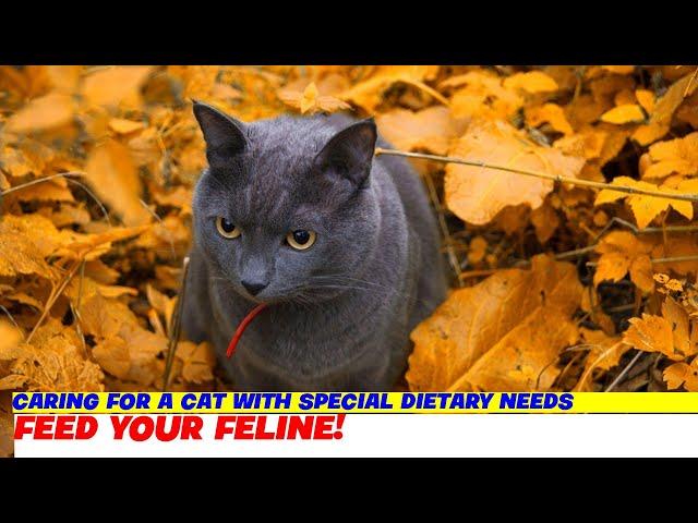 Caring for a Cat with Special Dietary Needs