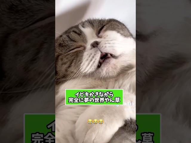 ネコさんの動画見て笑ったら寝ろwwwww