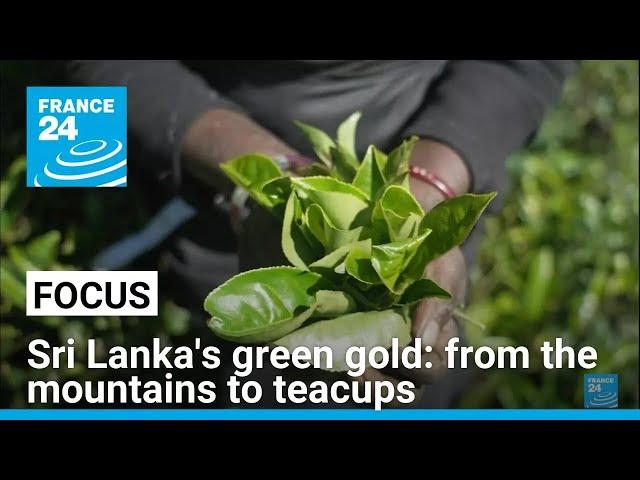 Sri Lanka's green gold: From mountain slopes to the world's teacups • FRANCE 24 English