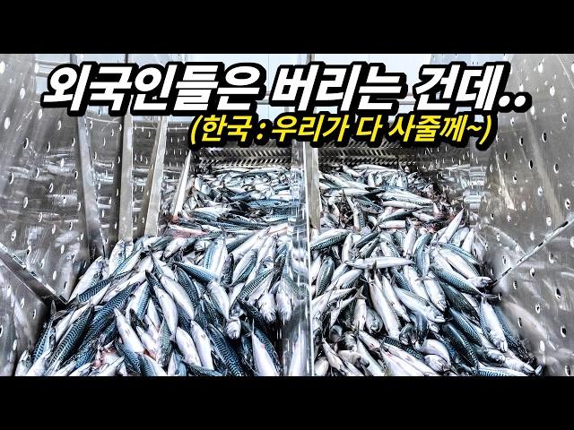 TOP 5 Seafood That Is Not Eaten Abroad But Is Very Popular in Korea