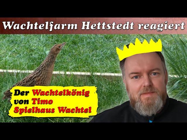 Ein echter Wachtelkönig - Wachtelfarm Hettstedt reagiert auf Timo Spielhaus Wachtels Video